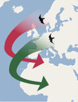 File:Bird migration - chain migration.svg